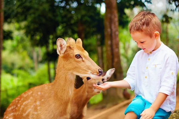 Cute boy feeding young deers from hands — Stock Photo, Image