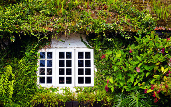 old house overgrown with beautiful plants and flowers. Cameron Highlands, Malaysia