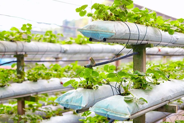 Growing strawberries in greenhouse — Stock Photo, Image