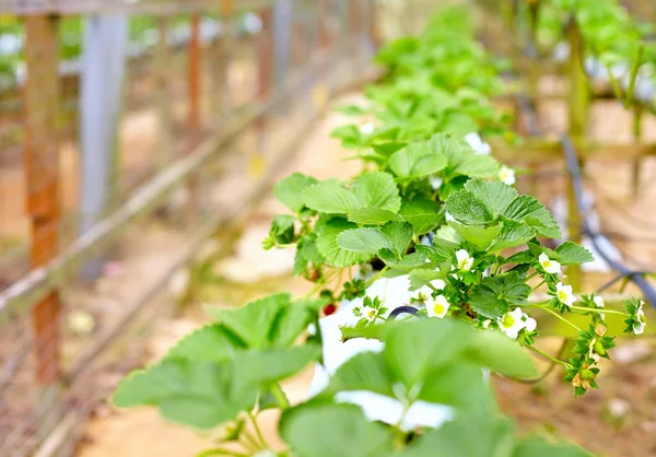 Erdbeeren im Gewächshaus anbauen — Stockfoto