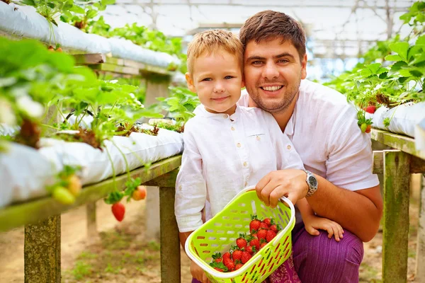 Father and son harvesting strawberries in greenhouse — Stock Photo, Image