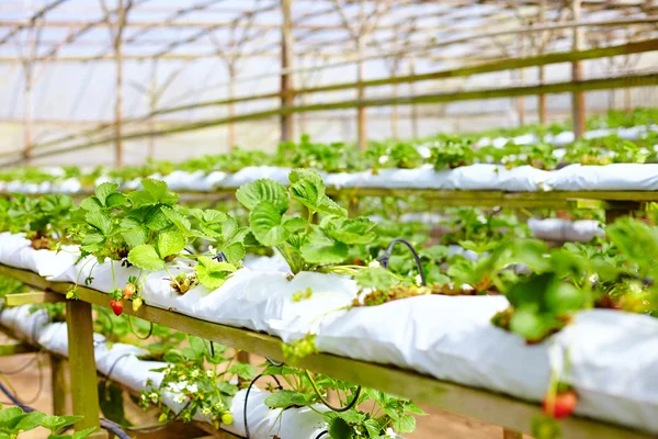 Growing strawberries in greenhouse — Stock Photo, Image