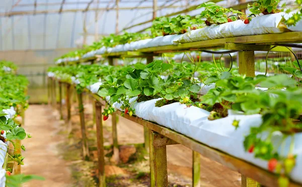 Growing strawberries in greenhouse — Stock Photo, Image