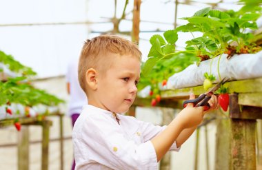Baba ve oğul serada çilek topluyor.