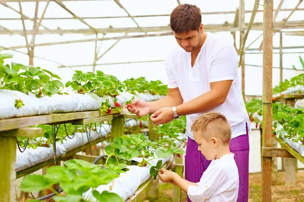 Otec a syn sbírají jahody ve skleníku — Stock fotografie