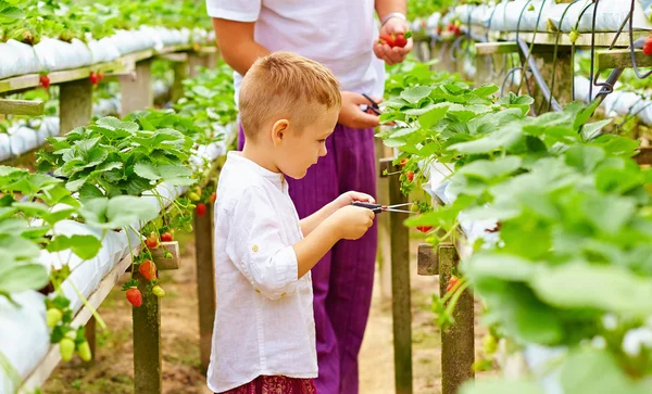 Vader en zoon oogsten aardbeien in kas — Stockfoto