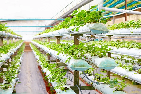 Growing strawberries in greenhouse — Stock Photo, Image