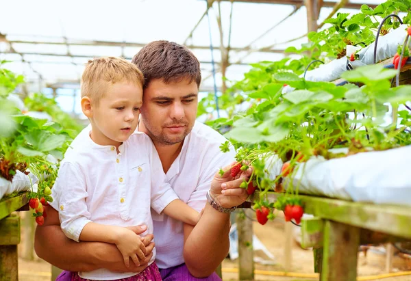 Baba ve oğul serada çilek topluyor. — Stok fotoğraf