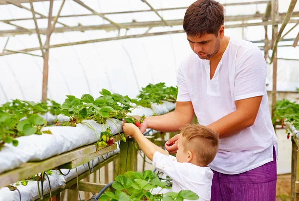 农民家庭收割大棚草莓 — 图库照片