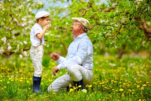 春の庭のタンポポを吹くの孫と幸せなおじいちゃん — ストック写真