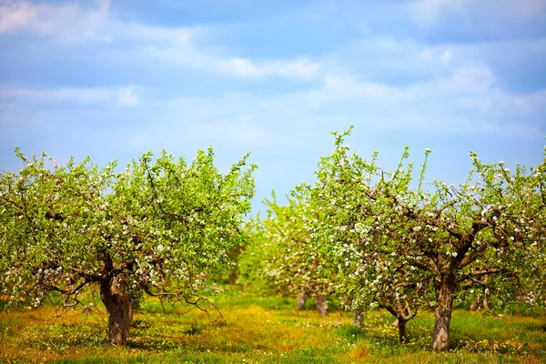 Jardin de pommiers fleuri, campagne printanière — Photo