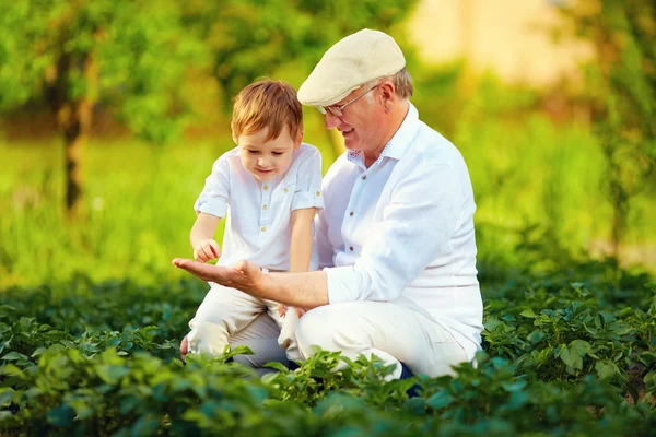 Ervaren grootvader onderwijs nieuwsgierig kleinzoon, aardappel rijen — Stockfoto