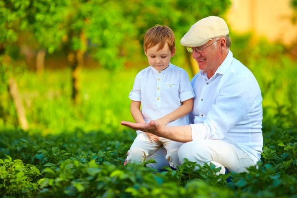 Erfahrener Großvater lehrt neugierigen Enkel Kartoffelreihen — Stockfoto