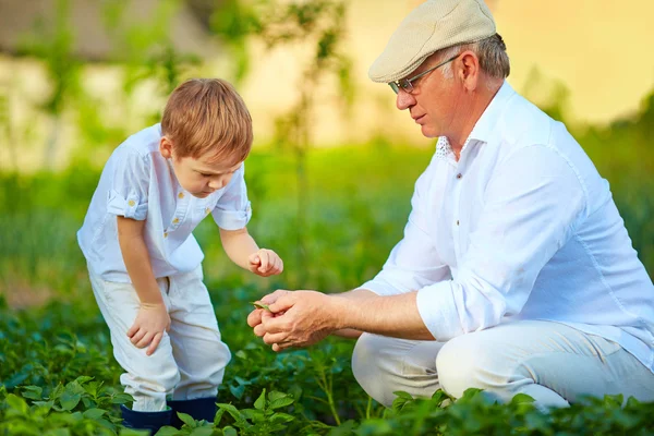 Grandfather explains grandson the nature of plant growth — Stock Photo, Image