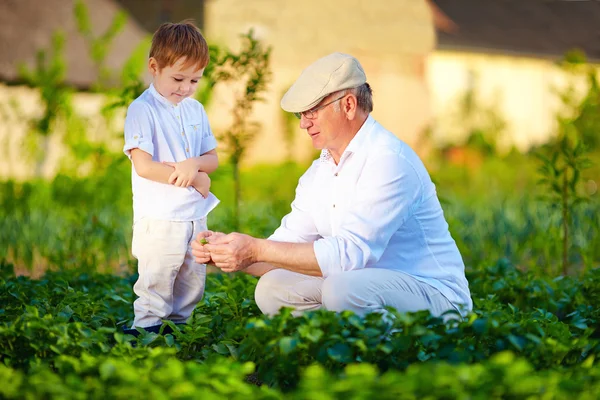 Opa verklaart aan nieuwsgierig kleinzoon de aard van de plantengroei — Stockfoto