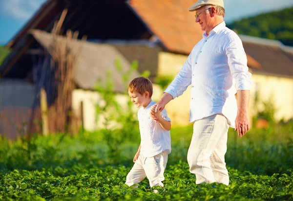 Grootvader en kleinzoon samen op hun homestead, onder aardappelen rijen — Stockfoto