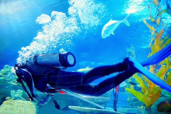 Taucher schwimmt unter Wasser zwischen Riffen — Stockfoto