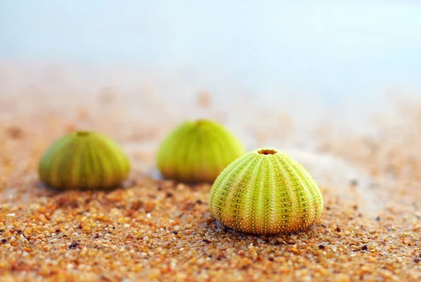 Grupo de conchas de erizo de mar verde en la playa de arena —  Fotos de Stock