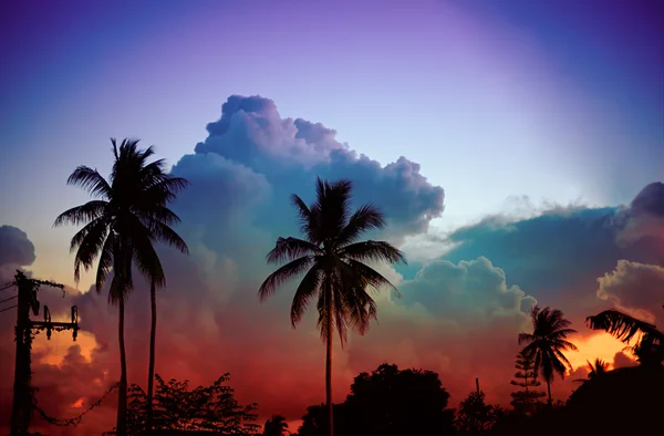 Colorido atardecer con nubes y palmeras tropicales sobre fondo —  Fotos de Stock