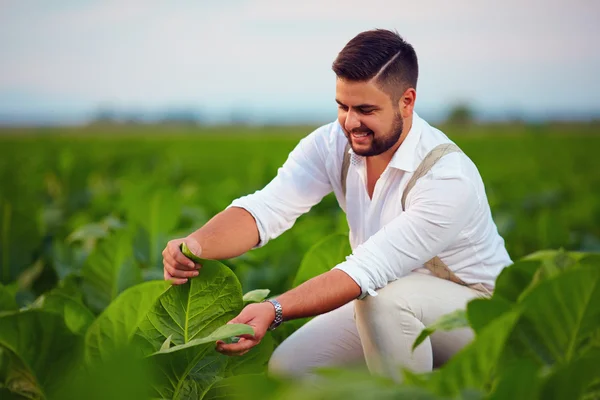 Skilled plantation owner checks tobacco leaves on farmland — Stok fotoğraf