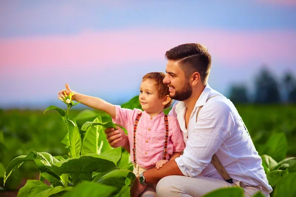 Padre e figlio felici nella loro piantagione di tabacco, al tramonto — Foto Stock