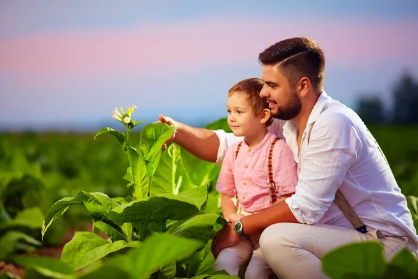 Padre e figlio felici nella loro piantagione di tabacco, al tramonto — Foto Stock