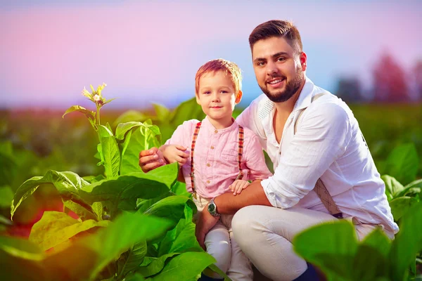 Feliz padre e hijo en su plantación de tabaco, al atardecer — Foto de Stock