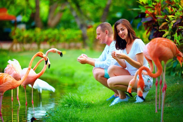Pareja joven alimentando aves flamencas con las manos en el estanque —  Fotos de Stock