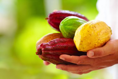 renkli kakao bakla elinde farklı türlü tutan adam