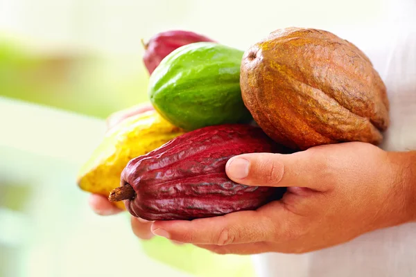 Hombre sosteniendo los diferentes tipos de vainas de cacao de colores en las manos — Foto de Stock