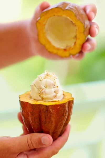 Man holding a cutted cocoa pod with beans inside — Stock Photo, Image