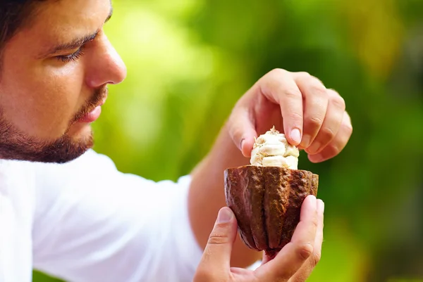 Man taking out beans from cutted cocoa pod — Stock Photo, Image