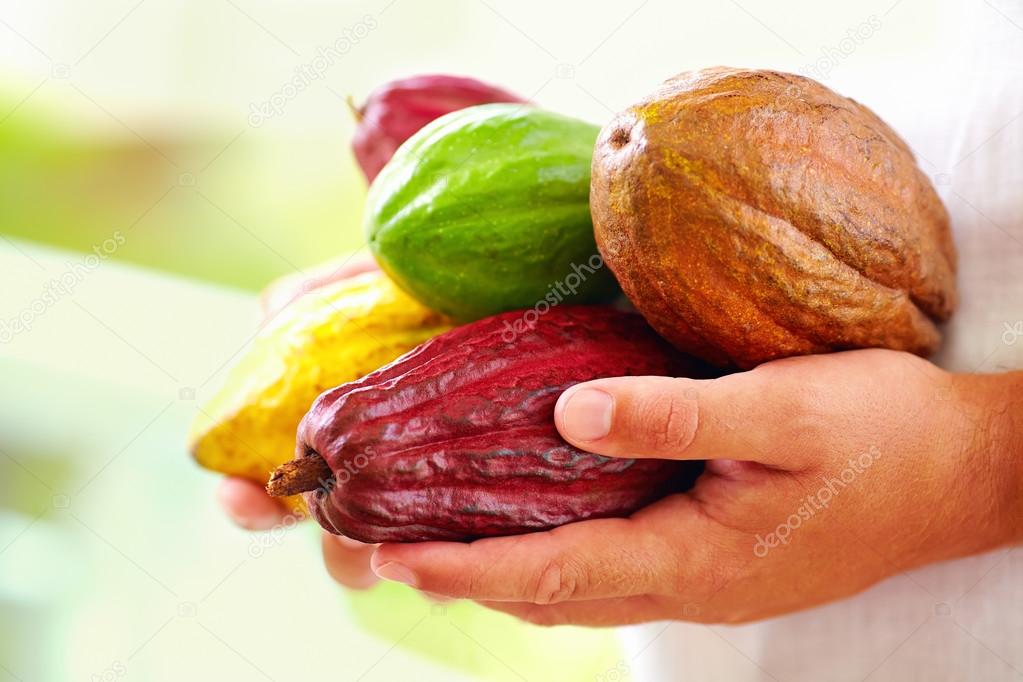 man holding the different sorts of colorful cocoa pods in hands