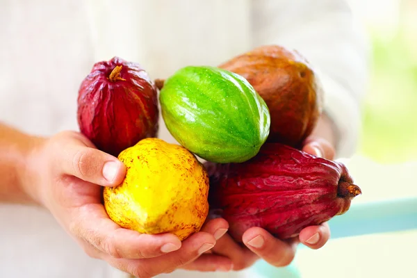 Hombre sosteniendo los diferentes tipos de vainas de cacao de colores en las manos — Foto de Stock