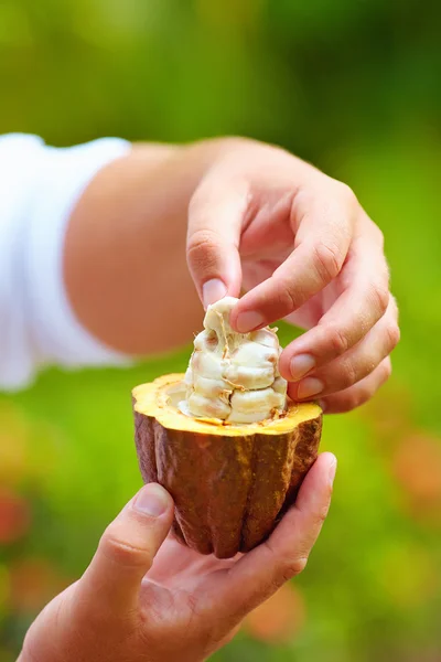 Man tests ripe cocoa beans inside a pod — Stock Photo, Image