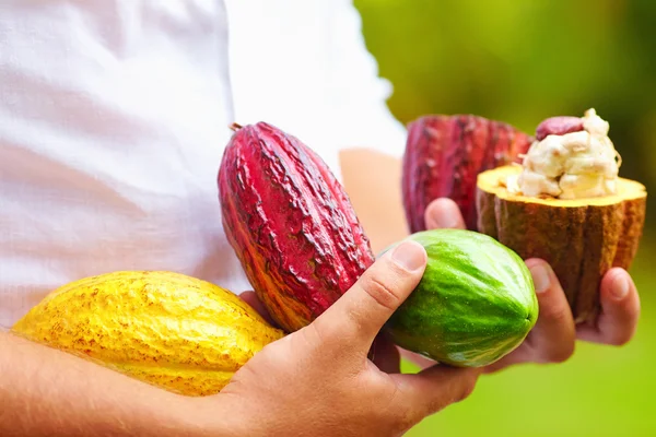 Man holding the different sorts of colorful cocoa pods in hands — Stock Photo, Image