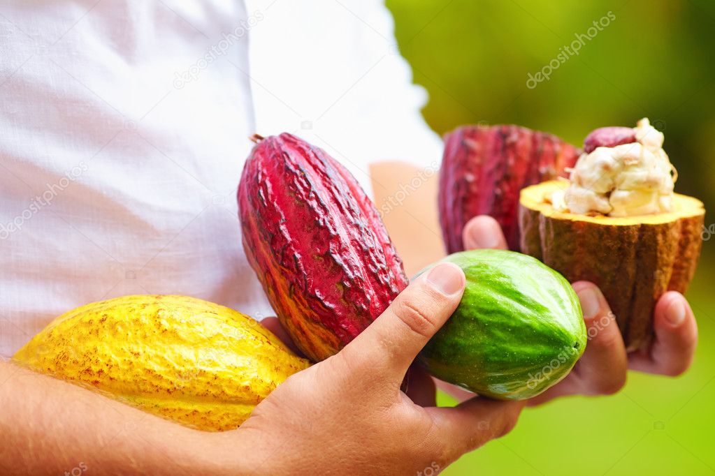 man holding the different sorts of colorful cocoa pods in hands