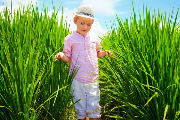 Милий маленький хлопчик, що йде через рисове поле — стокове фото