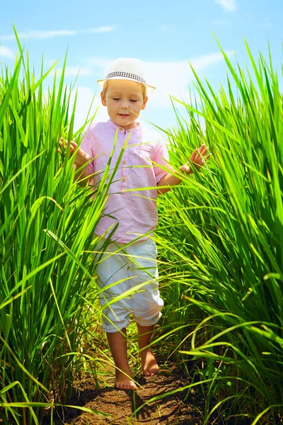 Menino bonito andando através do campo de arroz — Fotografia de Stock