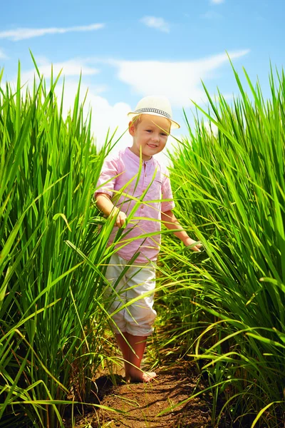 Söt liten pojke går genom fältet ris — Stockfoto