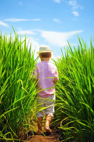 Χαριτωμένο μικρό αγόρι που περπατώντας στον τομέα του ρυζιού — Φωτογραφία Αρχείου