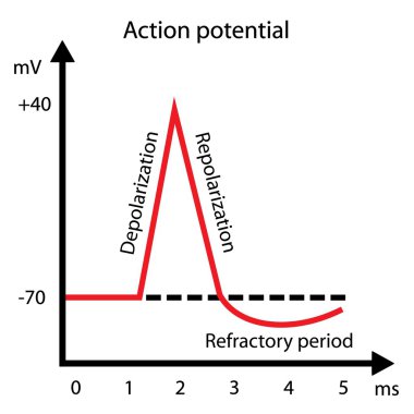 Action potential clipart