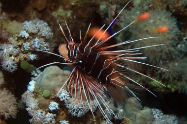 Clearfin lionfish sualtı