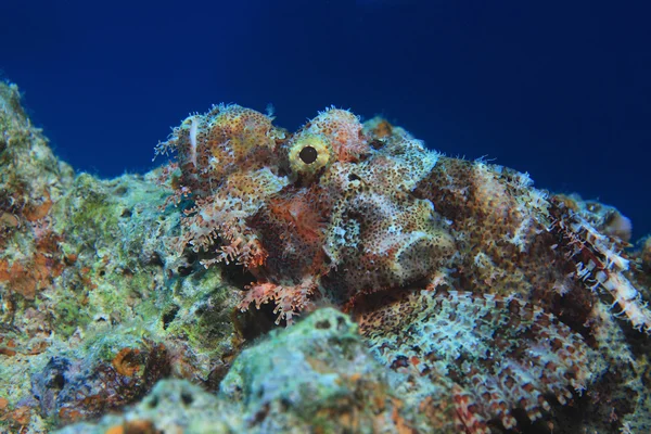 Flathead scorpionfish pod wodą — Zdjęcie stockowe