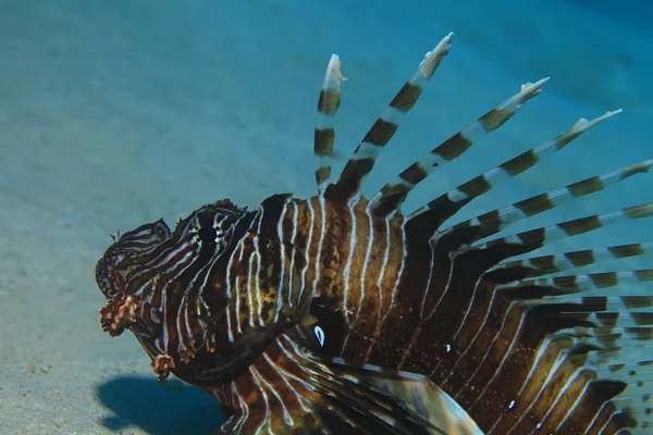 Lionfish commune sous-marine — Photo