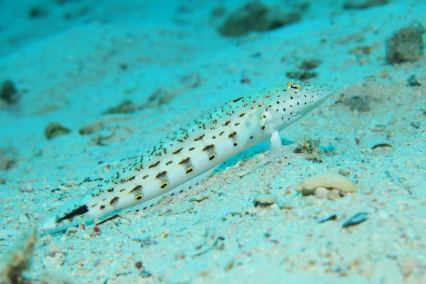 Speckled sandperch fish — Stock Photo, Image