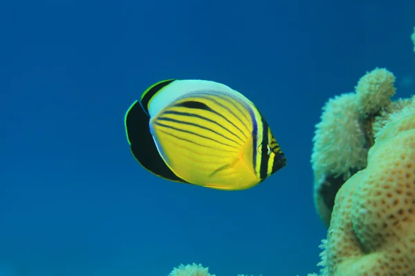 Polyp butterflyfish pod vodou — Stock fotografie