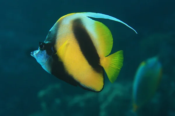 Rudé moře bannerfish — Stock fotografie