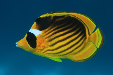 Çapraz butterflyfish sualtı