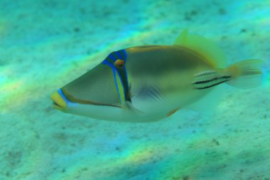Picasso triggerfish underwater clipart